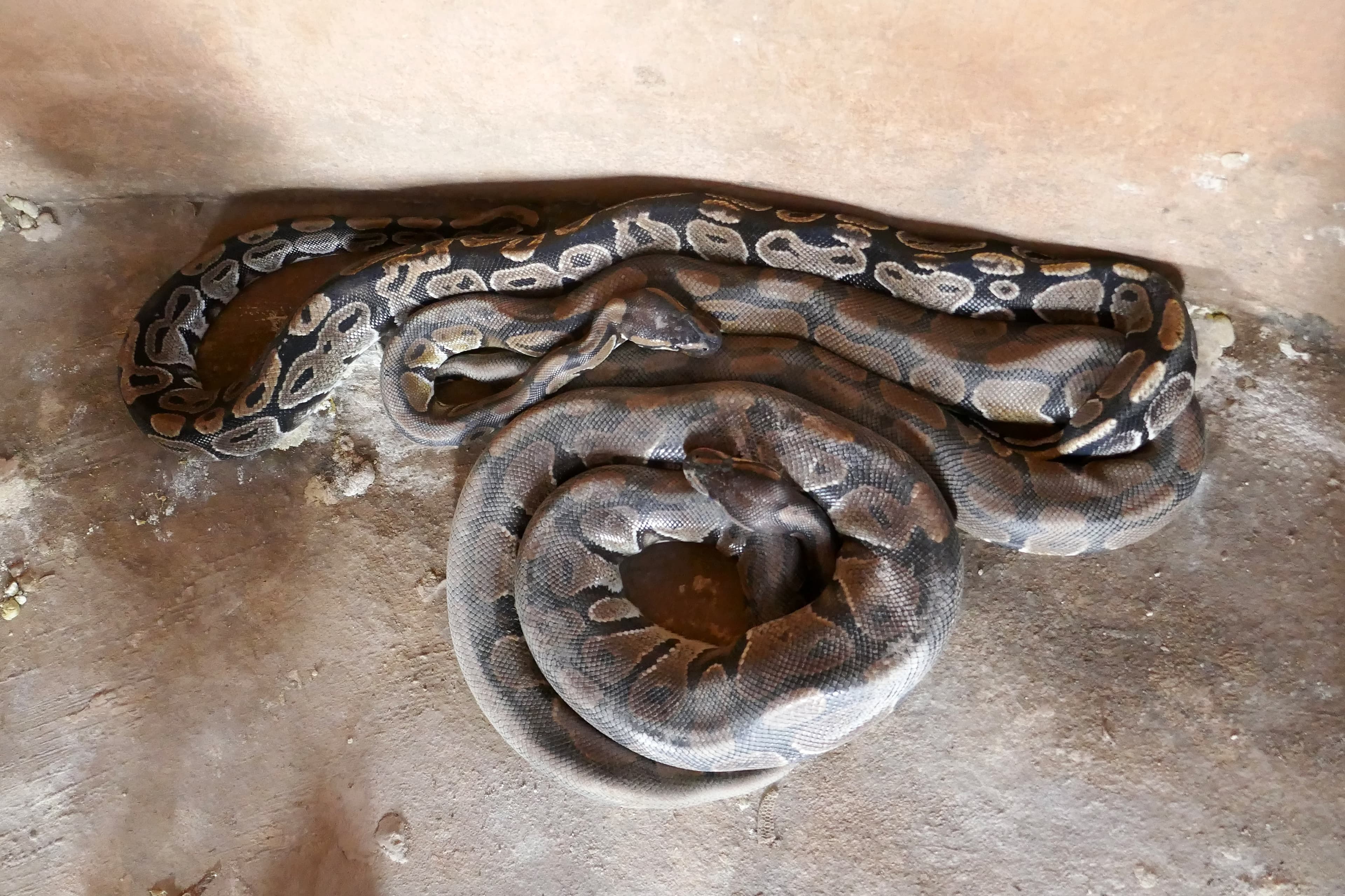 Le Temple des Pythons